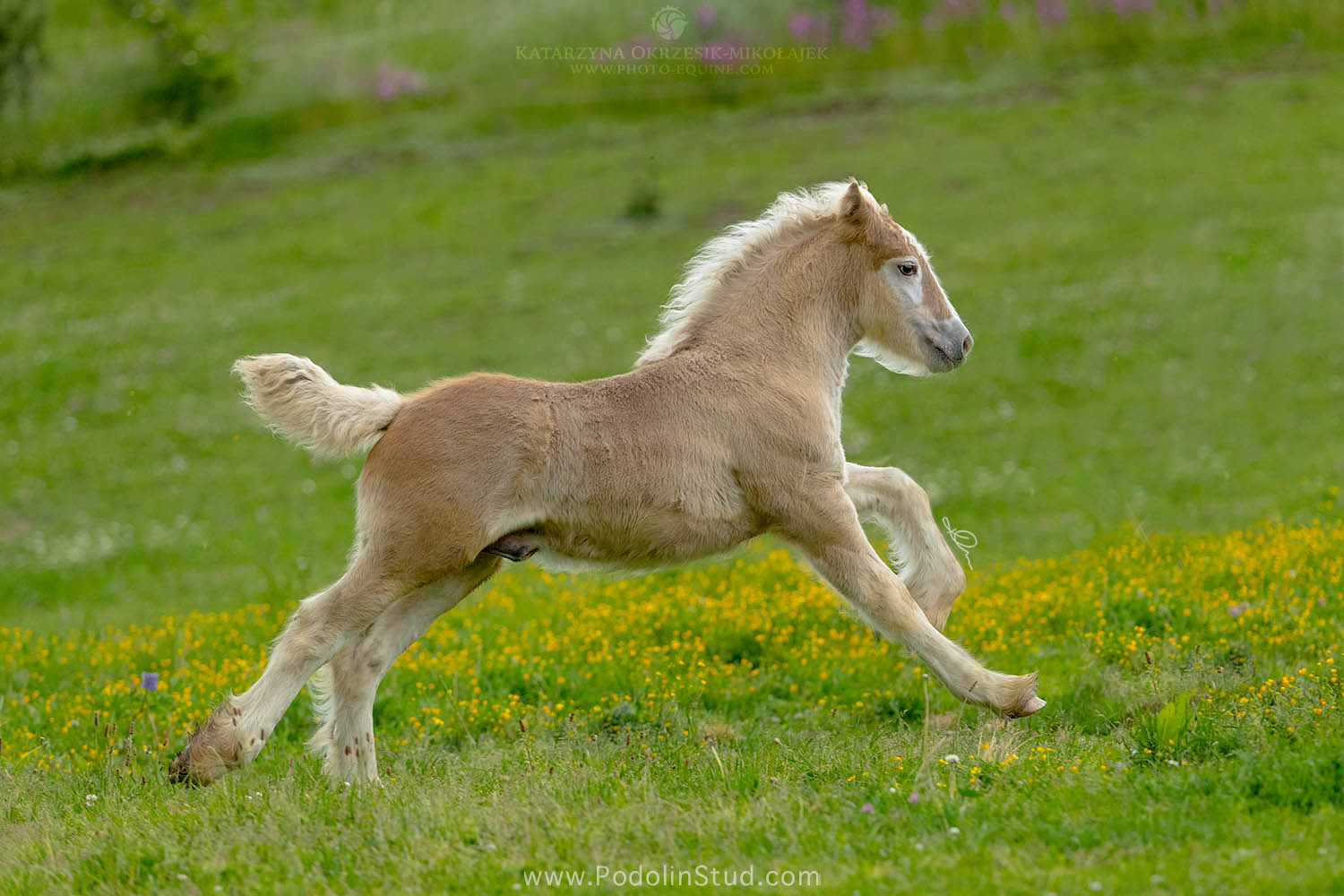 Silver Colt Gypsy Foal